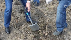 Акция «Сад памяти» прошла в Предгорном округе