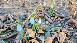 В Предгорном округе подснежники зацвели раньше срока