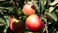 На ферме Предгорного округа в день собирают около 20 тонн яблок