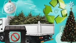 Куда и как выбросить новогоднюю ёлку на Кавказских Минеральных Водах — карточки