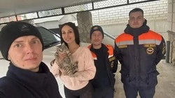 Спасатели вытащили застрявшую в бытовом приборе кошку в Предгорье