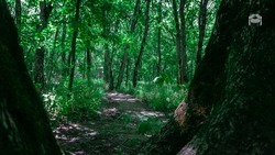 На восстановление лесов Ставрополья выделят около 140 миллионов рублей по нацпроекту