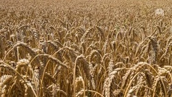 В Ставропольском крае начали осенний сев