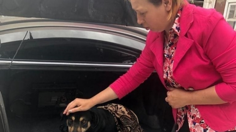 Раненную собаку спасли после зверских пыток в станице Суворовской