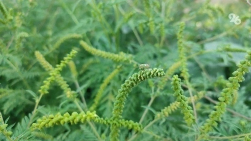 На Ставрополье начали мониторить опасные инвазивные растения