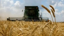 На Ставрополье полным ходом идёт уборка пропашных культур