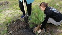 В Предгорном округе высадят 1,5 тыс. деревьев