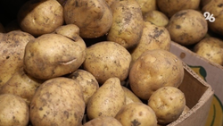 Урожайность картофеля выросла на Ставрополье благодаря российским семенам