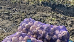 В Предгорном округе получили урожай картофеля по новым технологиям