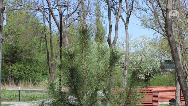 Сосновый лес высадили в Предгорном округе