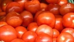 Ещё 22,7 га теплиц для выращивания томатов появятся на Ставрополье в 2024 году