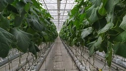 Тепличный комплекс Предгорному округу обойдется в 2 млрд рублей