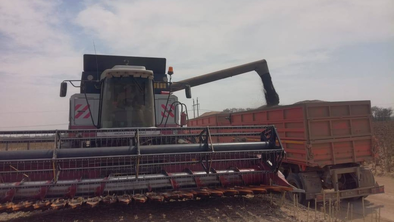 Ставрополье собрало почти 370 тысяч тонн подсолнечника