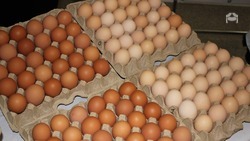 Цена на яйца стала ниже в Ставропольском крае на 18%