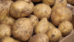 Ранний картофель начали убирать на Ставрополье