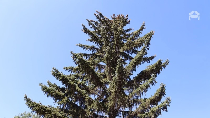 2 га крымской сосны высадили в Предгорном округе 