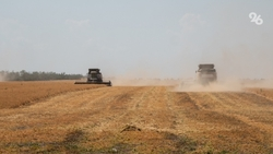 Ставрополье увеличило производство чечевицы в 2025 году 