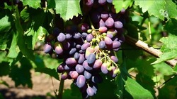 Виноделие развивается на Ставрополье благодаря государственной поддержке