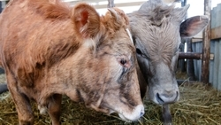 Аграрии Предгорья заготовили более 65 тыс. тонн кормов для зимовки скота