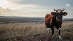 Ставропольцы бьют рекорды по надоям молока в Предгорном округе