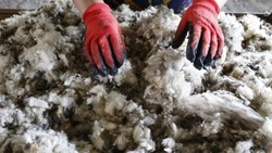 Тонкорунную ставропольскую шерсть начали экспортировать в Беларусь