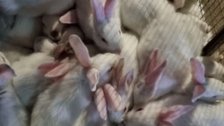 Диетическое мясо кроликов из Предгорного округа поставляют по всей России