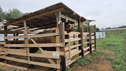 Экоферму с верблюдами и павлинами открыли в селе Юца