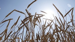 Зерновые с площади более 13 тыс. га убрали аграрии в Предгорном округе