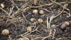 Картофель выращивают в Предгорье на площади 2 тыс. га