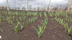 Предпринимательница из Предгорья собрала первый урожай чеснока