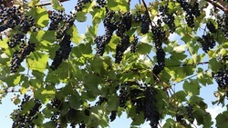 Господдержка виноградарей возросла вдвое на Ставрополье 
