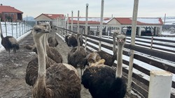Экзотических птиц разводят в Предгорье