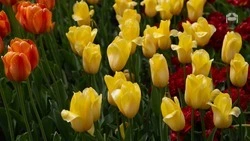 Более 700 тыс. тюльпанов и 100 тыс. роз вырастили в Предгорье к 8 марта