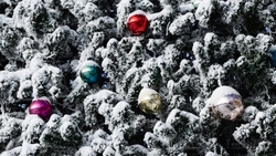 Ставропольцам дали советы по выбору новогодней ёлки