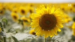Уборку подсолнечника начали на Ставрополье