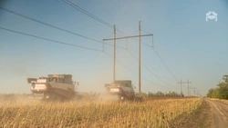 В Предгорном округе посевы подсолнечника выросли почти на треть