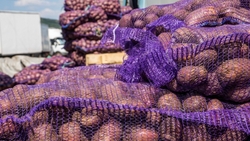 Более 142 тысяч тонн картофеля собрали ставропольские аграрии