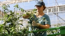 В 2023 году увеличат объём господдержки развития овощеводства на Ставрополье 