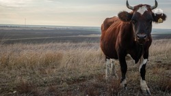 Господдержка животноводства Ставрополья составит почти 600 млн руб. в 2024 году