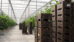 На Ставрополье тепличные комплексы увеличили производство овощей на 9%