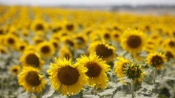 Уборка подсолнечника завершилась в Предгорном округе