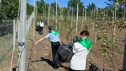 Шесть школьных садов заложили на Ставрополье