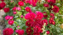 Более 3 тыс. цветочных композиций высадят в Предгорье к 9 Мая