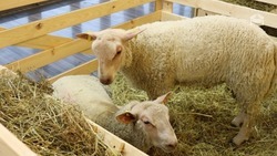 Ставропольские животноводы получили почти 35 млн рублей на поддержку производства баранины