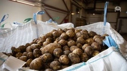 Аграрии Ставрополья закончили уборку картофеля