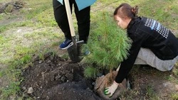 Весеннюю кампанию лесовосстановления завершили в Предгорье