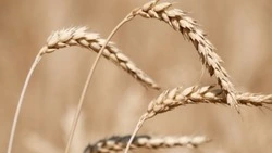 Новые объекты мелиорации заработали на Ставрополье