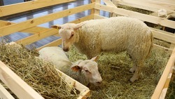 Объём господдержки овцеводства в Ставропольском крае составил больше 500 млн рублей за три года