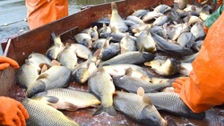 Около 9000 тонн рыбы выловили на Ставрополье