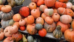 В «тыквенной столице» Кавминвод выращивают около пяти тонн плодов 